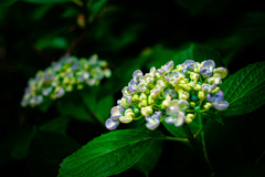 紫陽花