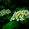 紫陽花