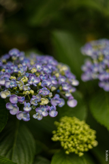 紫陽花