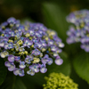 紫陽花