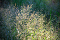 草
