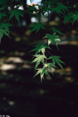 紅葉