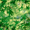 新緑　紅葉
