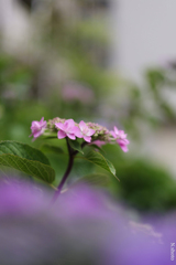 紫陽花