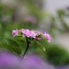紫陽花