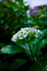 紫陽花