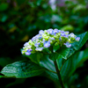 紫陽花