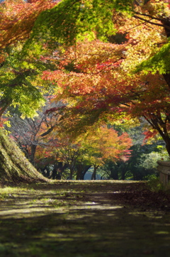 秋へのトンネル