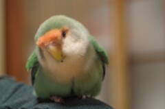 癒やし