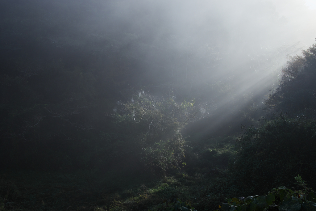 山霧