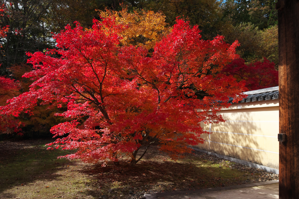 真っ赤な紅葉