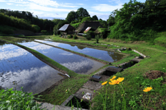 特定外来生物の浸食