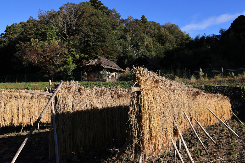 稲架掛け