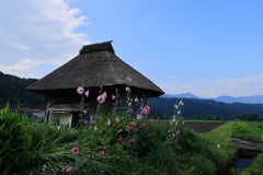 タチアオイと藁小屋