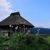 タチアオイと藁小屋