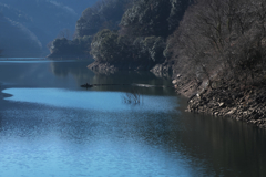 水中木
