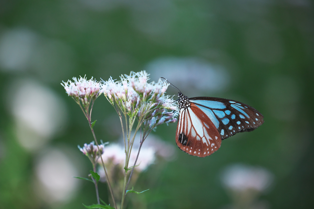 アサギマダラ（食事中）
