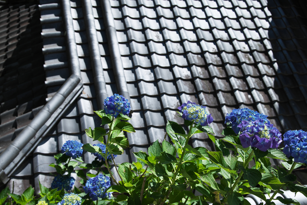 瓦屋根と紫陽花