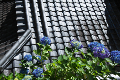 瓦屋根と紫陽花