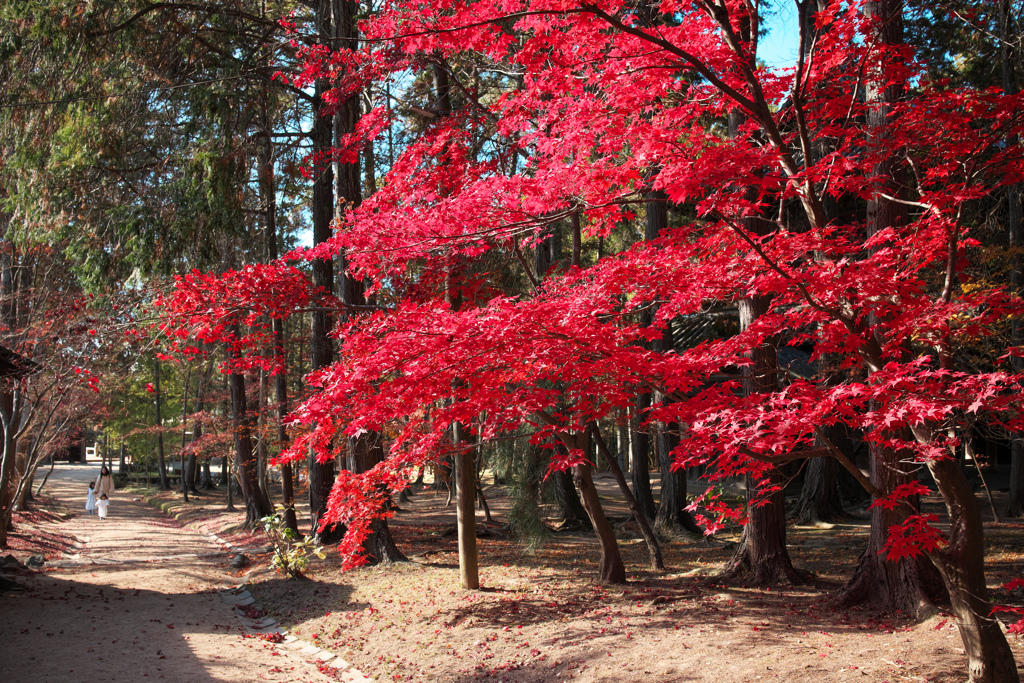 最後の紅葉