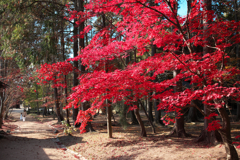 最後の紅葉