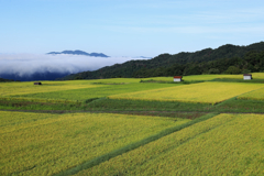 高原の稲穂