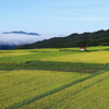 高原の稲穂