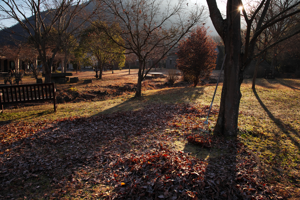 落ち葉集め