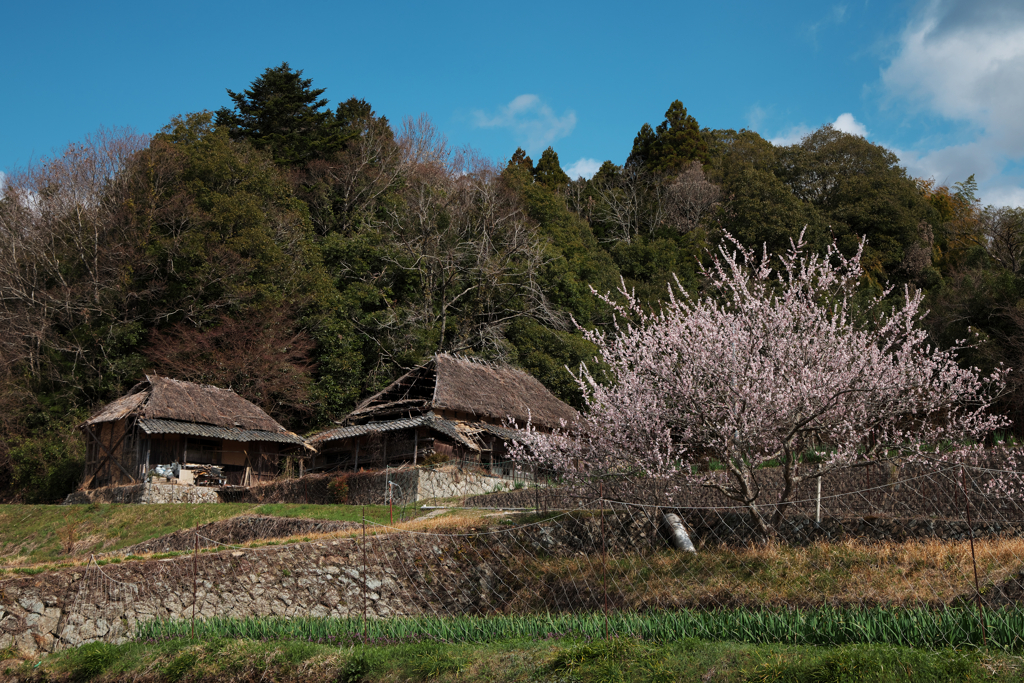 廃屋にも桜