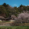 廃屋にも桜