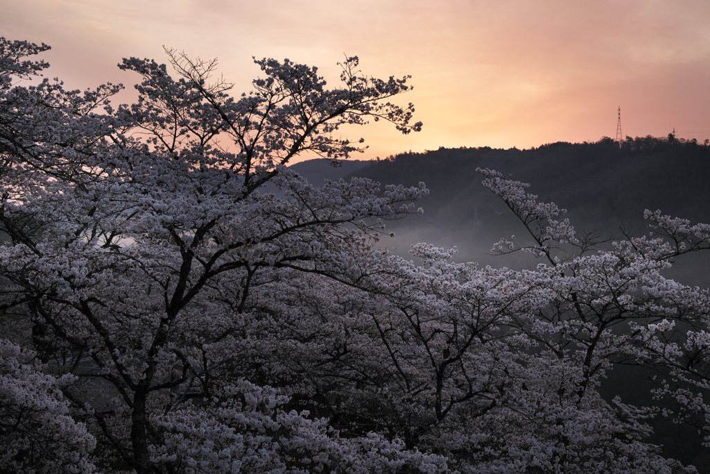 山頂の桜