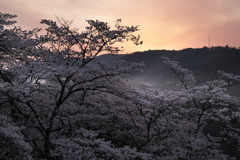 山頂の桜