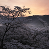 山頂の桜