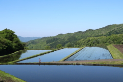 高原の田植え