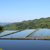 高原の田植え