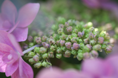 紫陽花（1/4）花