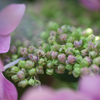 紫陽花（1/4）花