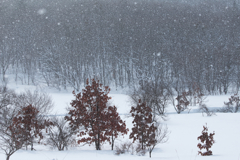 林間の雪