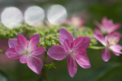 紫陽花（3/4）3つの光
