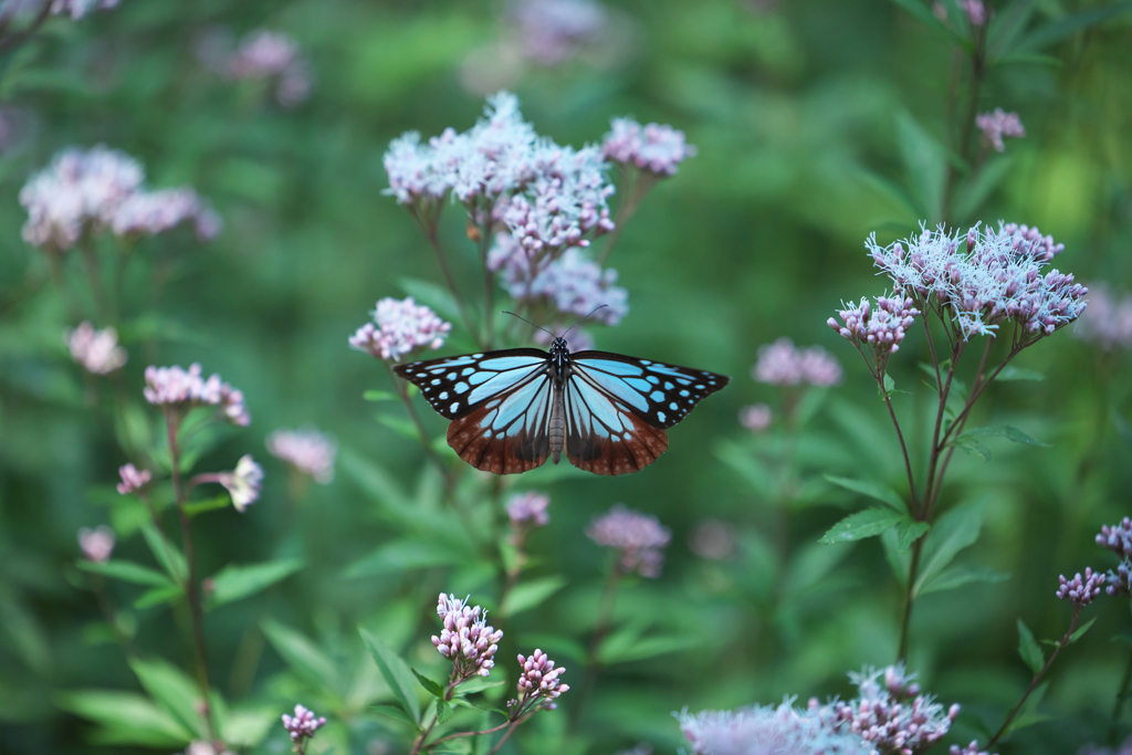 アサギマダラ（バタフライの様に）