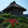 藁小屋の春