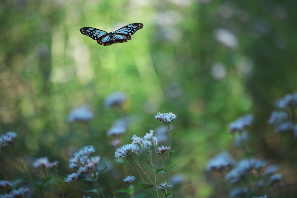 アサギマダラ（またね）