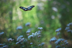 アサギマダラ(またね) アサギマダラ(またね)
