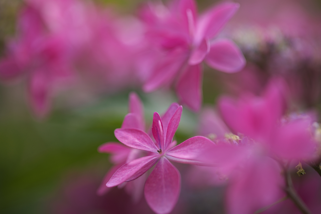 紫陽花（4/4）額（ガク）