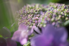 紫陽花（2/4）漏れる光