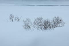 雪の水中木