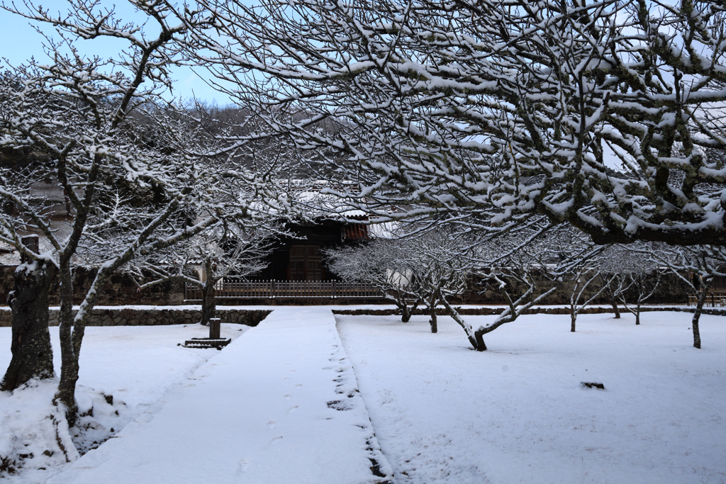 梅に雪