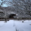 梅に雪