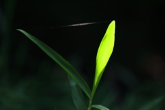 明と暗