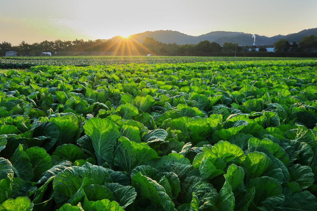 白菜畑